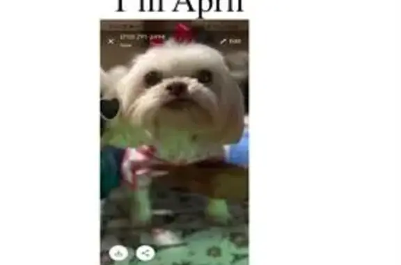 Lost Dog: White, Green Eyes, Houston - photo