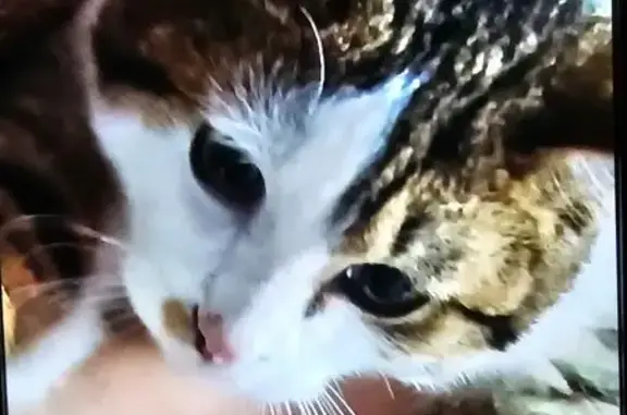 Animaux perdus , photo: Chat perdu, câlin, oreille gauche, Liencourt