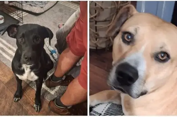 Missing dog Wetumpka, photo: Lost Dog: Sweet Bailey on Tallassee Hwy