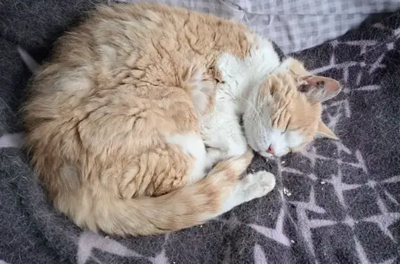 Animaux trouvés Dompierre-sur-Mer, photo: Petite chatte perdue, 13 ans, santé fragile