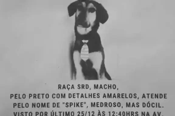 cachorro desaparecida
