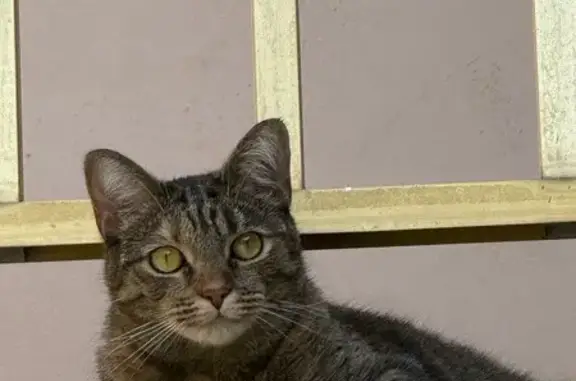 Missing Tabby Cat: Mila, Bay Harbor - photo