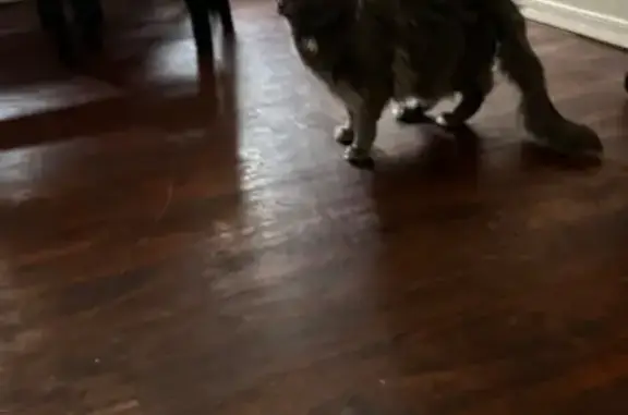 Lost and found pets USA, photo: Lost Grey Cat: Wren on Adams Mill Rd