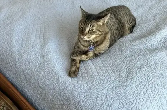 Missing: Friendly Tabby from Chandler