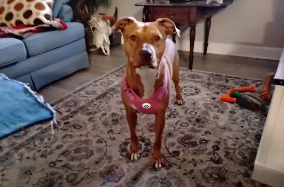 Missing dog Lakewood, photo: Lost Pit Terrier Mix: Millie Needs Help!