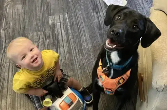 Lost Black Lab Mix: Timid but Sweet!