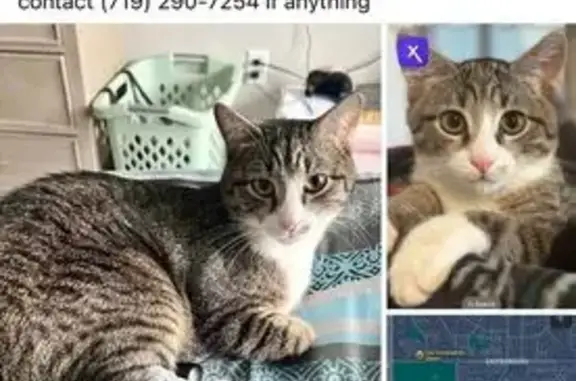 Lost Grey & White Tabby in Petra Heights