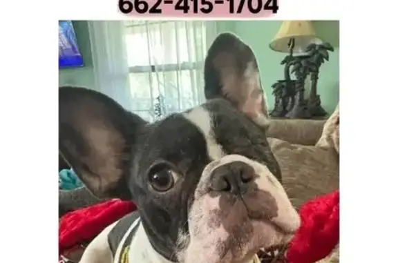 Lost One-Eyed Lilac French Dog - Help!