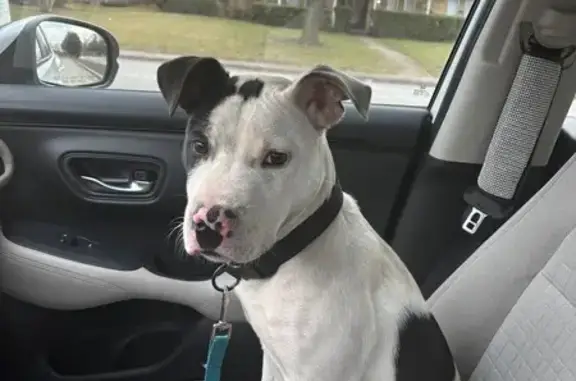 Found pets DeSoto, photo: Found: Black & White Dog on N. Hampton Rd