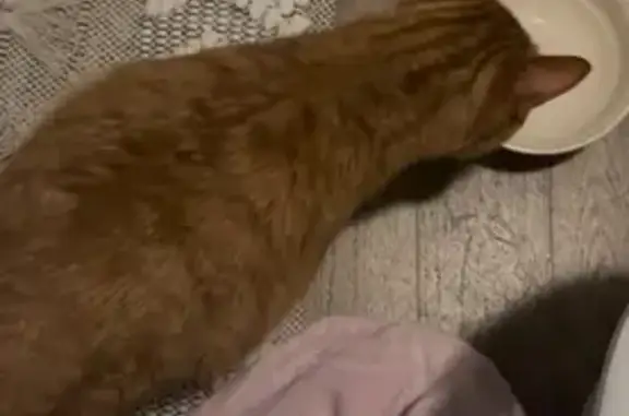 Found pets West Des Moines, photo: Found: Talkative Cat Named Link in WDM