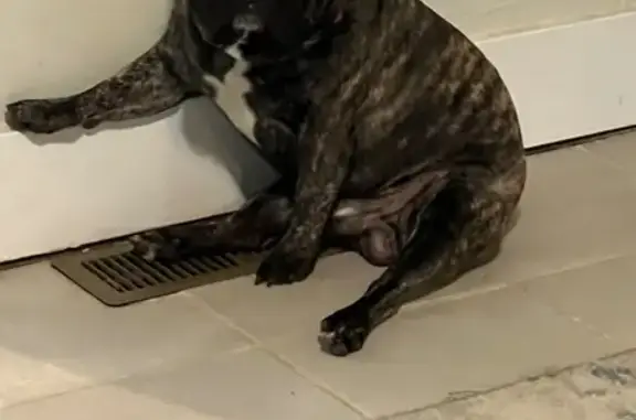 Lost Merle Dog: Cream & Brown in Bethany