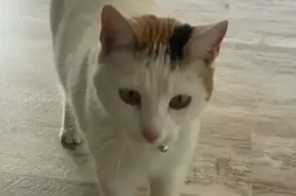 Lost Calico Cat: NW 7th St, OKC