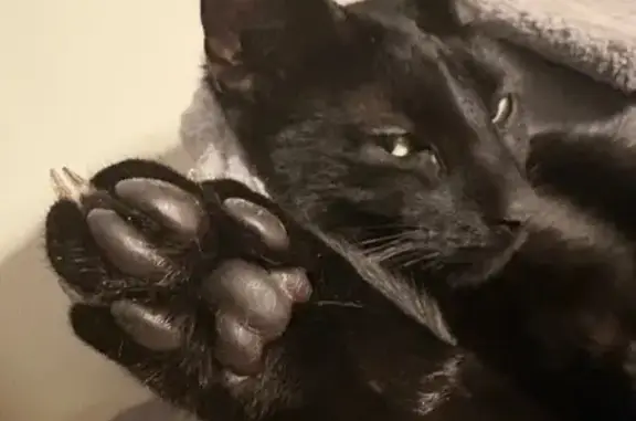 Lost Black Cat with Greenish Eyes on Loch Lommond