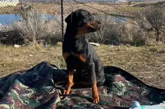 Found dog West Valley City, photo: Found Young Female Rottweiler in West Valley