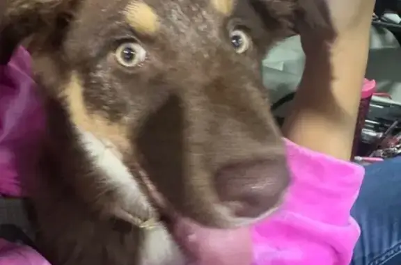 Missing dog Houston, photo: Lost Friendly Puppy: Hopper Rd, Houston