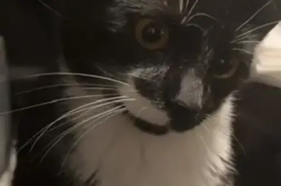 Missing cat Chicago, photo: Lost Black/White Cat: Unique 'Half Mustache'