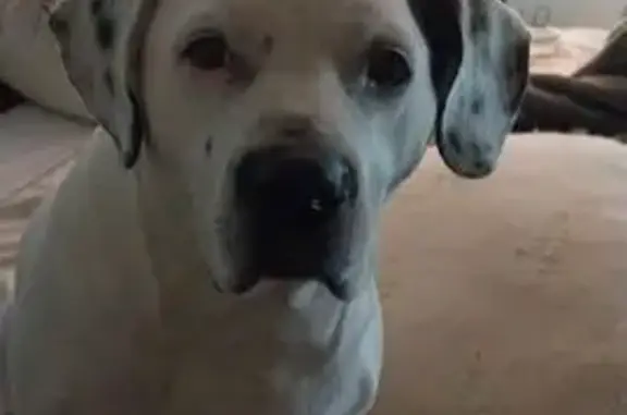 Missing dog Red Bank, photo: Lost Dog: White with Black Spots, Red Bank