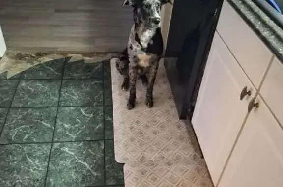 Missing dog Lexington, photo: Lost Dog: Black/White/Gray in Lexington