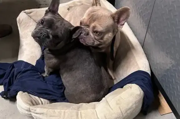 Found dog Rancho Cordova, photo: Found Dogs: Brown & Calm on Graciano Dr