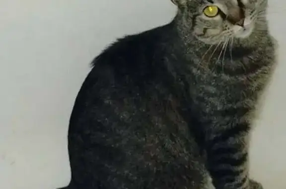 Missing cat Indianapolis, photo: Lost Cat: Unique Tail & Long Nails!