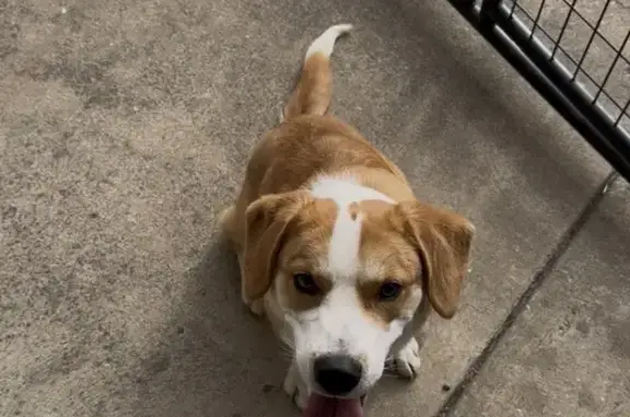 Found pets Springdale, photo: Found Dog: Light Brown/White, Springdale