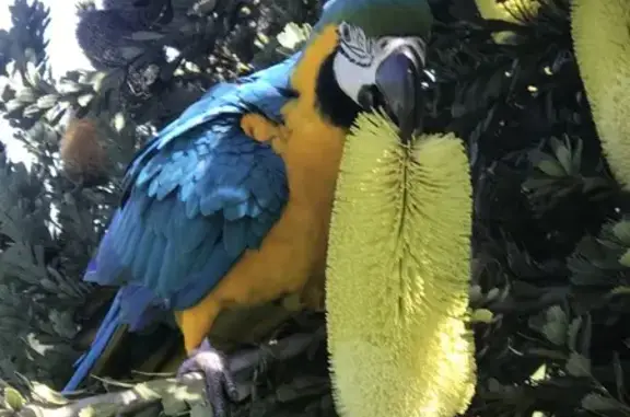 Lost pets , photo: Lost Macaw: Bobbi, Blue & Gold Beauty