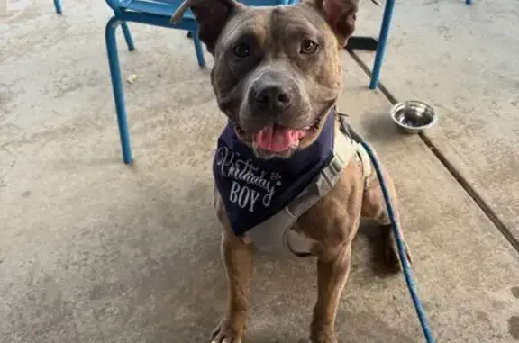 Missing dog Charlotte, photo: Lost Dog: Mogli in Charlotte, NC