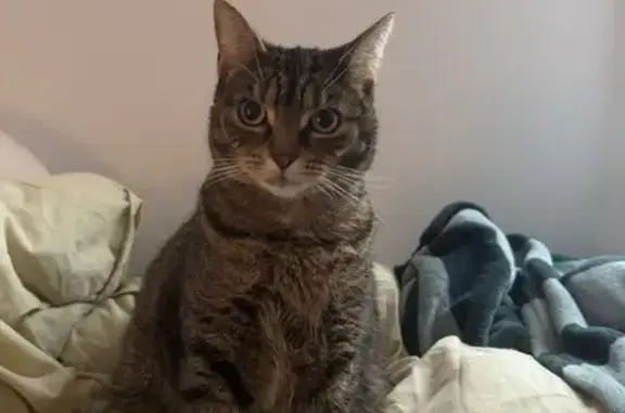 Missing cat Melbourne, photo: Friendly Tabby Cat Lost in Melbourne