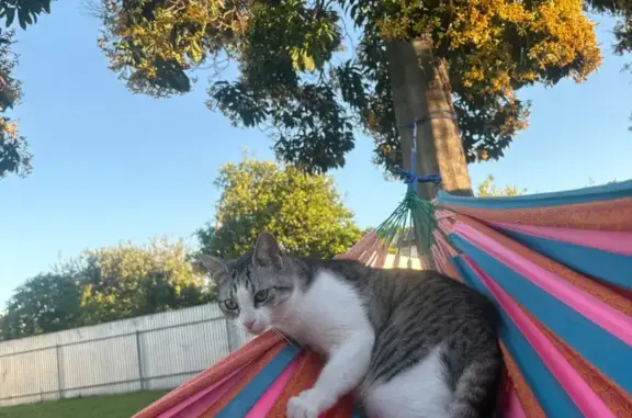 Lost Grey & White Cat in Adelaide