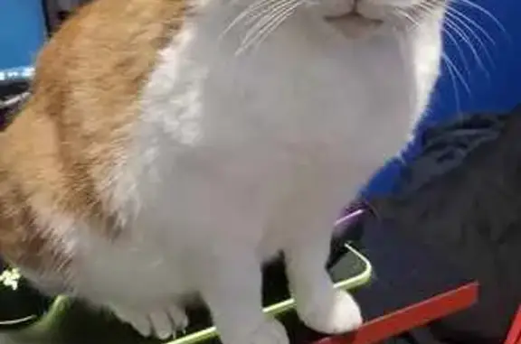 Missing cat Playford, photo: Lost Ginger & White Cat: Westwood St.