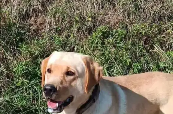 Chien perdu à Éclassan, Place des Combattants - photo