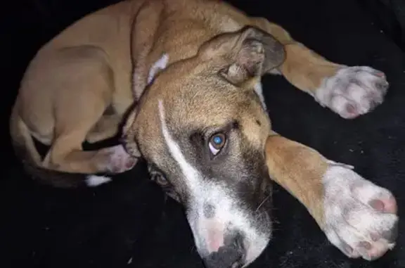 Found dog Cape Town, photo: Found: Young Brown Dog in Oakmont, CT