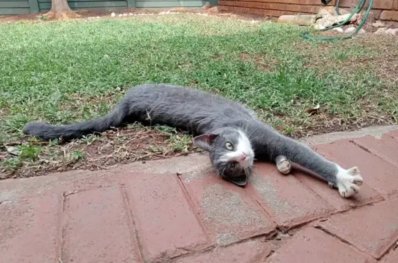 Missing cat Centurion, photo: Lost Cat: Grey with White Stripe - Centurion