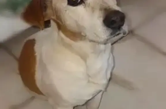 Lost pets Randburg, photo: Lost 3-Legged Dog: Help Find Ore!