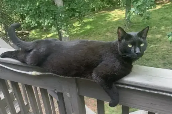 Friendly Black Cat Missing on Staghorn Ln