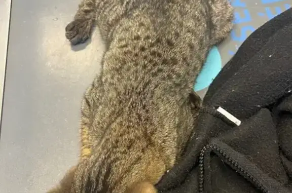 Chaton mâle trouvé, marron tacheté, Villers-SP - photo