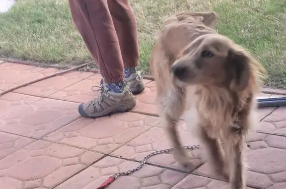 Found dog Phoenix, photo: Found Tan Golden Retriever Mix in Phoenix
