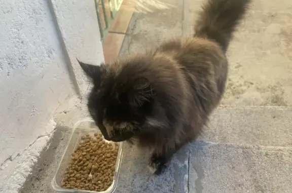 Animaux trouvés Nice, photo: Chat domestique trouvé, sociable, Nice