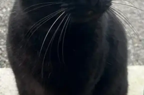 Chat perdu le 27/12 à Gratentour - photo