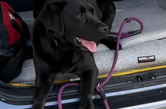 Lost Black Lab on Dillwynia Court