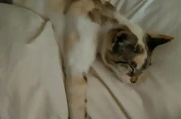 Lost Cat: Brown & White on Chantecler Ave