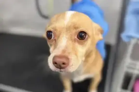 Missing dog Phoenix, photo: Lost Dog: Manzana, Honey-Colored in Phoenix