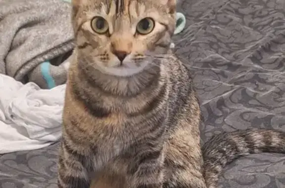 ¡Gata Perdida! Moka, Atigrada...