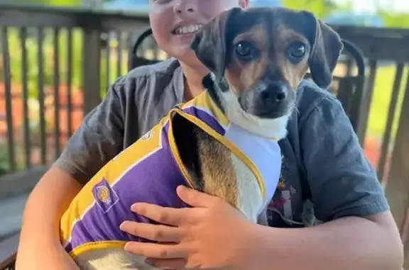 Missing dog , photo: Lost dog