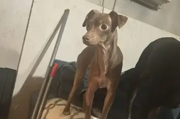 Missing dog Charleston, photo: Lost dog, Charleston