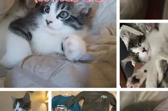 Help Find Our Playful Lost Maine Coon!