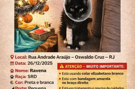 Gato desaparecido