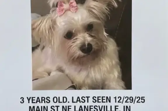 Lost dog, Lanesville