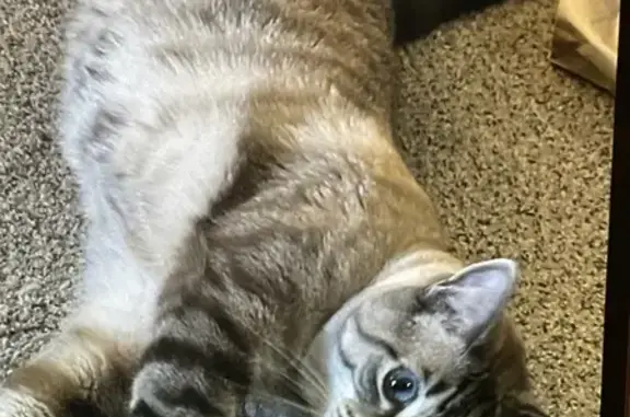 Missing cat , photo: Lost Cat Alert: Park Ridge, IL