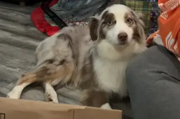 Lost Shy Dog: Cone & Blue Harness